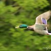 Canard colvert